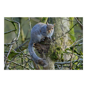 Gray squirrel sitting in a tree poster