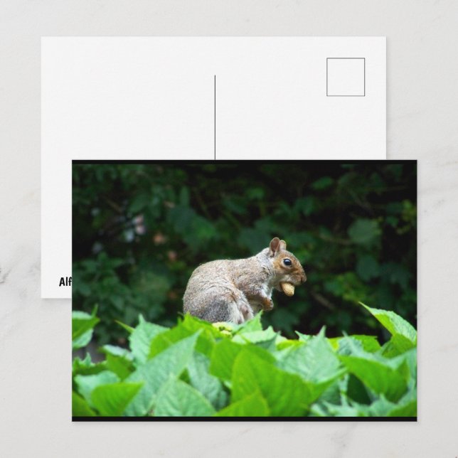 Gray Squirrel with Nut Postcard (Front/Back)