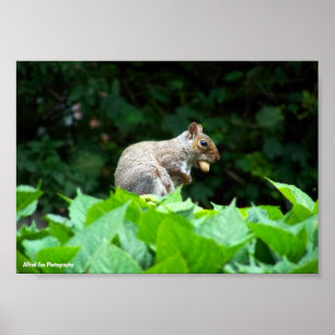 Gray Squirrel with Nut Poster