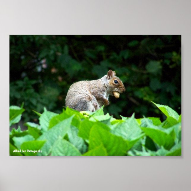 Gray Squirrel with Nut Poster (Front)