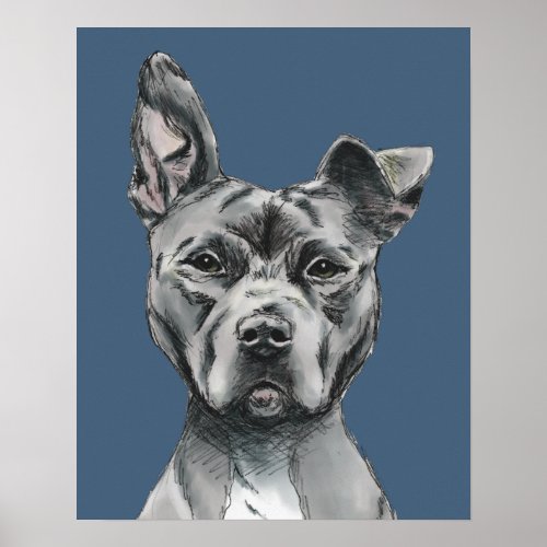 Gray Stalky Pit Bull Dog Drawing Poster