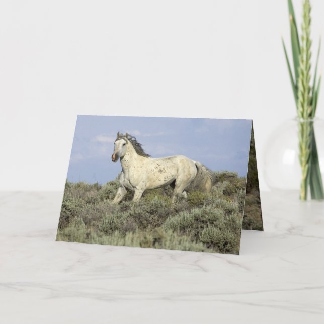 Gray Stallion Comes Down Hill Horse Greeting Card (Front)