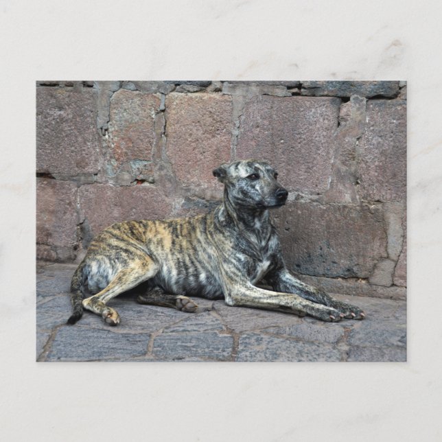 Gray-Striped Dog in Cusco, Peru Postcard (Front)