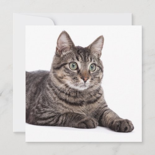 Gray Tabby Cat Announcement