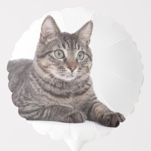 Gray Tabby Cat Balloon