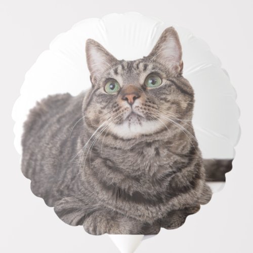 Gray Tabby Cat Balloon