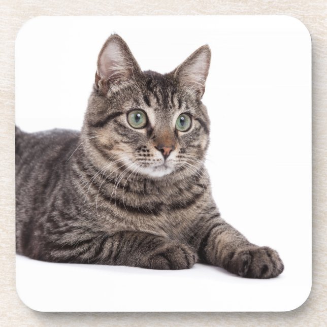 Gray Tabby Cat Beverage Coaster (Front)