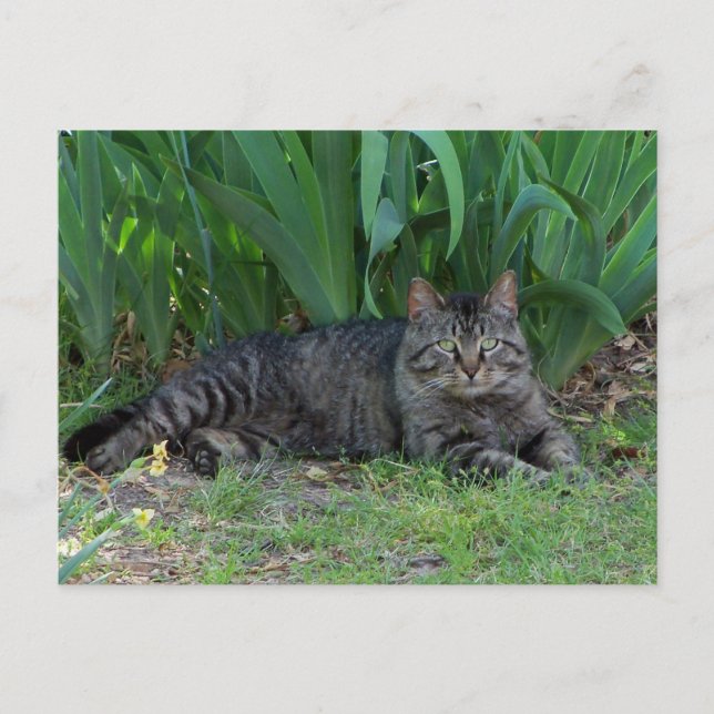 Gray Tabby Cat by Irises Postcard (Front)