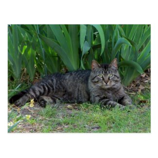 Gray Tabby Cat by Irises Postcard