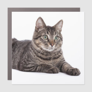 Gray Tabby Cat Car Magnet