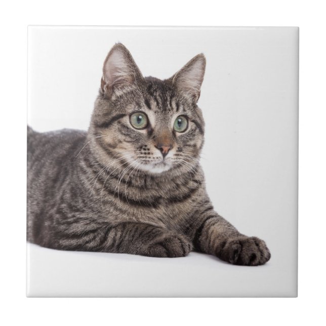 Gray Tabby Cat Ceramic Tile (Front)