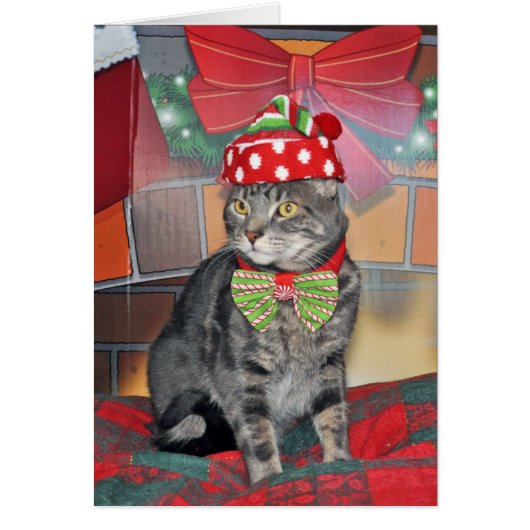 Gray tabby cat Christmas card (Front)