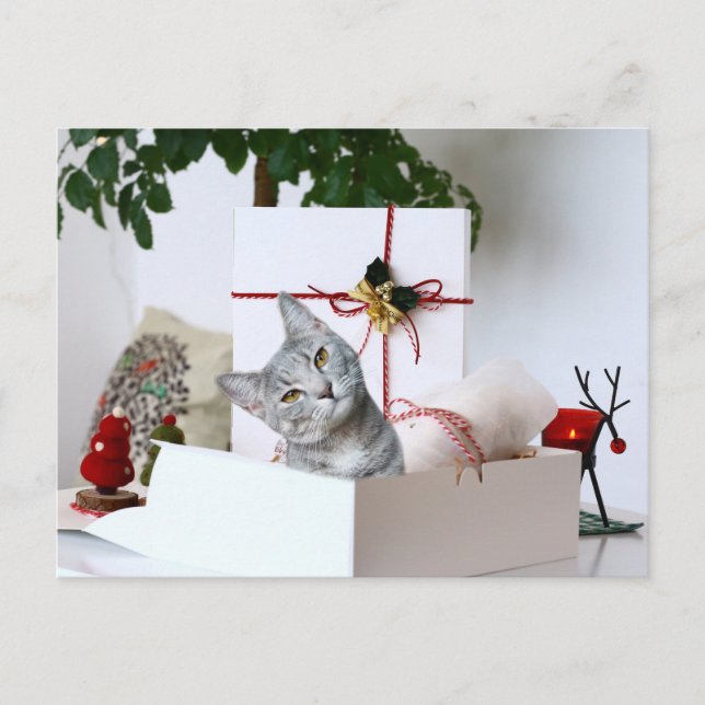 Gray Tabby Cat Christmas Holiday Postcard (Front)