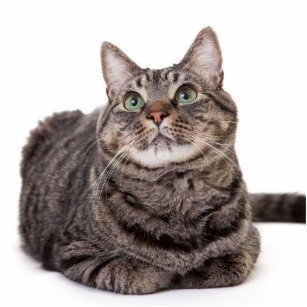 Gray Tabby Cat Cutout