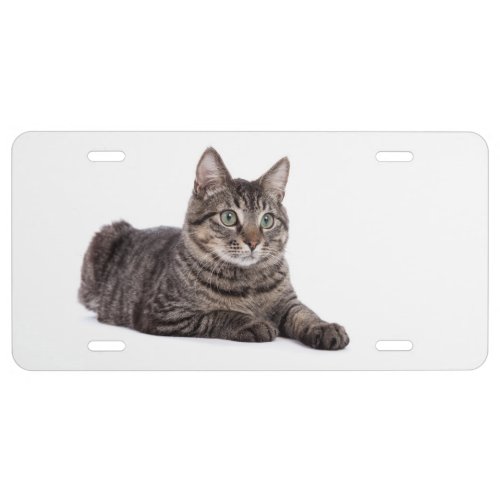 Gray Tabby Cat License Plate