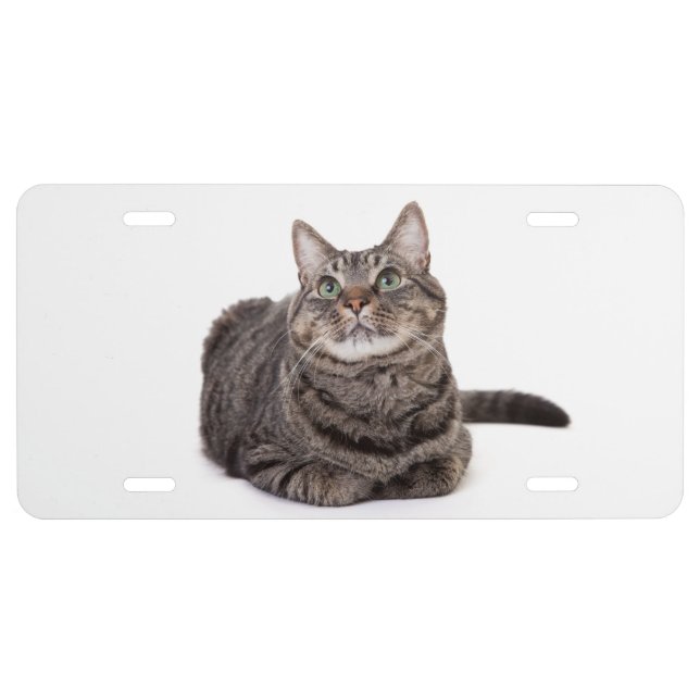 Gray Tabby Cat License Plate (Front)