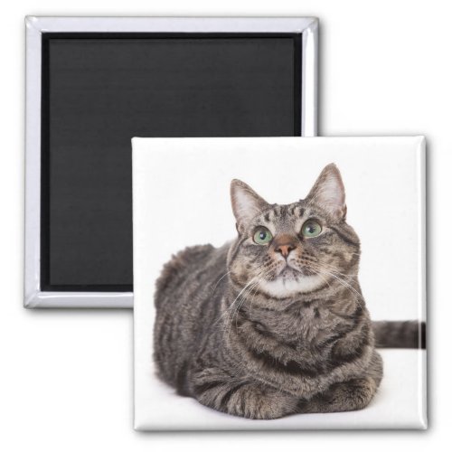 Gray Tabby Cat Magnet