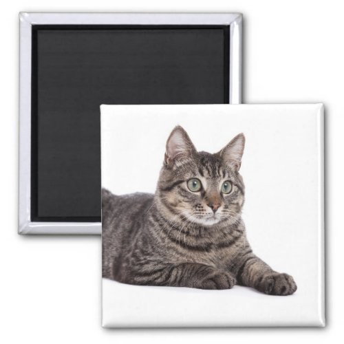 Gray Tabby Cat Magnet