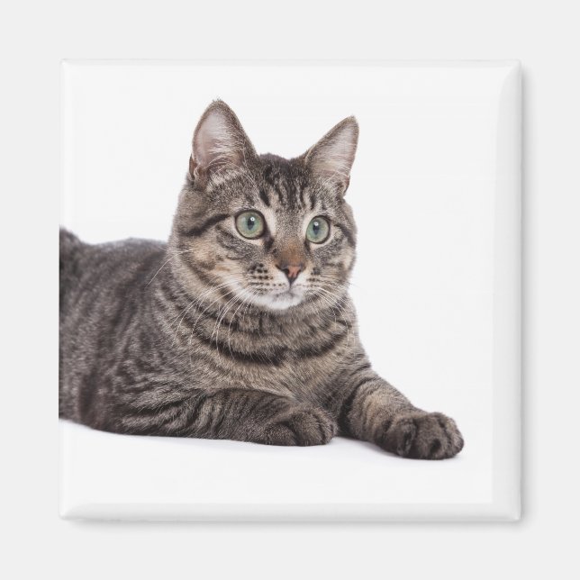 Gray Tabby Cat Magnet (Front)