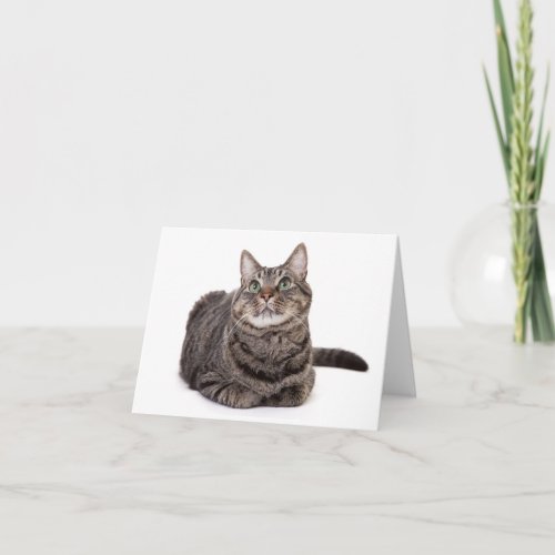 Gray Tabby Cat Note Card