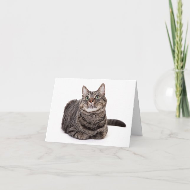 Gray Tabby Cat Note Card (Front)