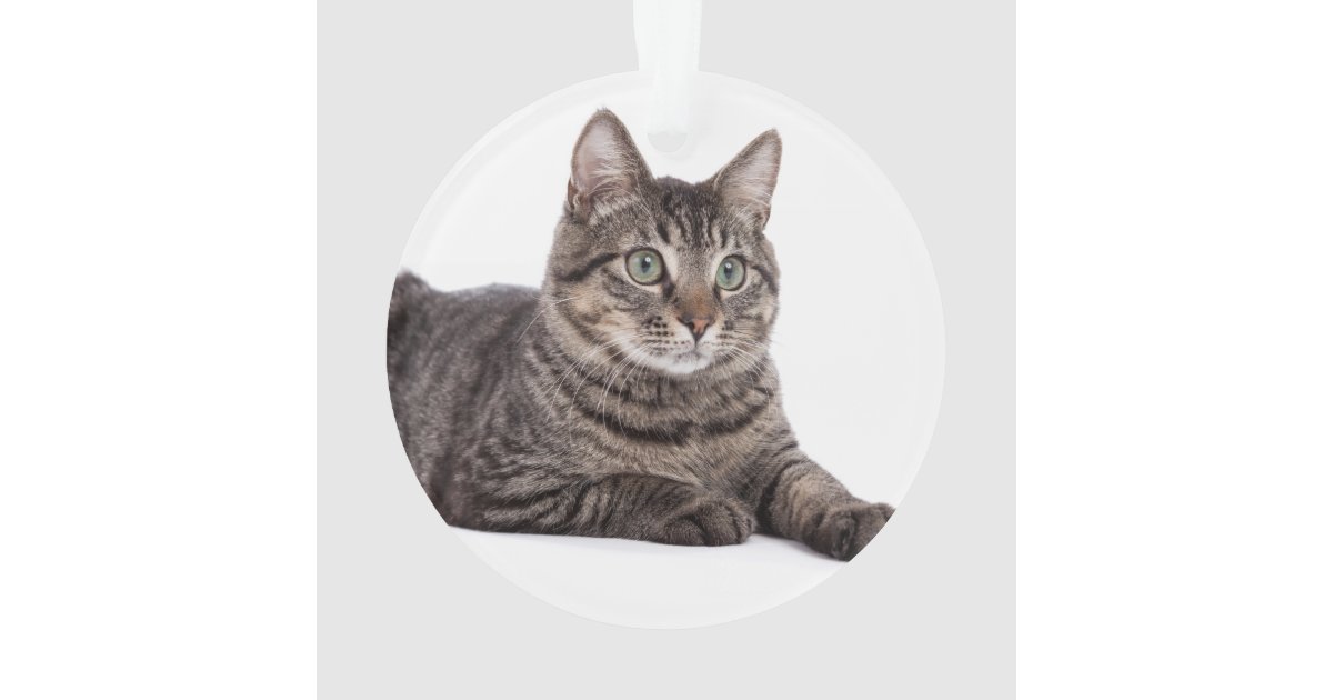 Gray Tabby Cat Ornament Zazzle