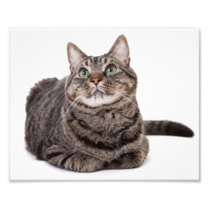 Gray Tabby Cat Photo Print