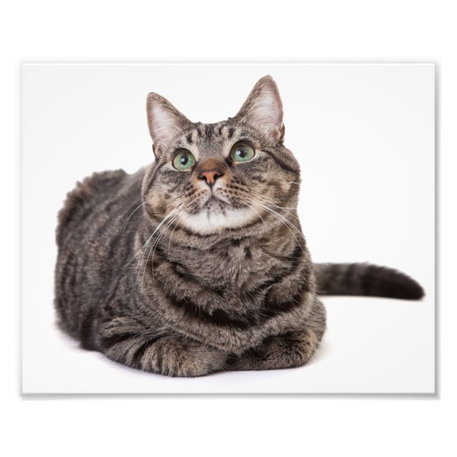 Gray Tabby Cat Photo Print (Front)