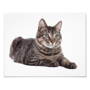 Gray Tabby Cat Photo Print