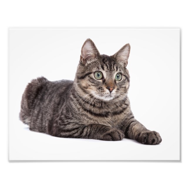 Gray Tabby Cat Photo Print (Front)