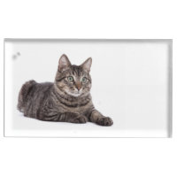 Gray Tabby Cat