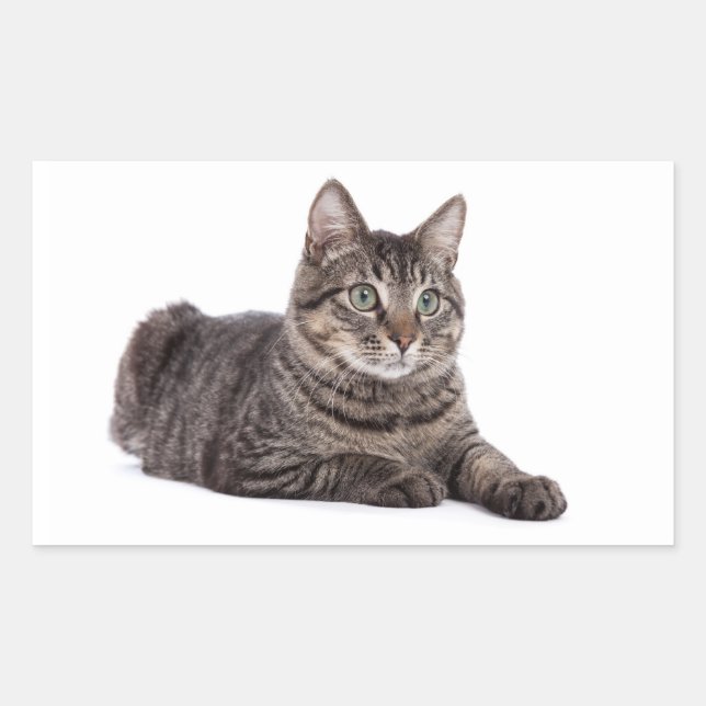 Gray Tabby Cat Rectangular Sticker (Front)