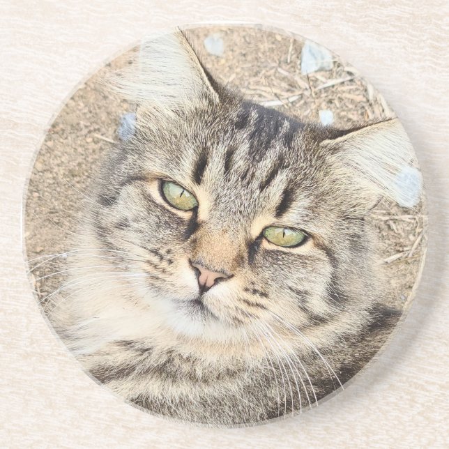 Gray Tabby Cat Sandstone Coaster  (Front)