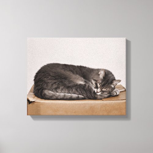 Gray Tabby Cat Sleeping On Box Canvas Print