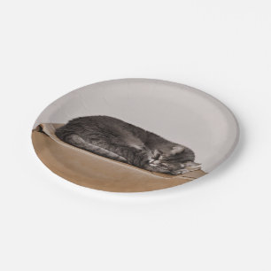 Gray Tabby Cat Sleeping On Box Paper Plates