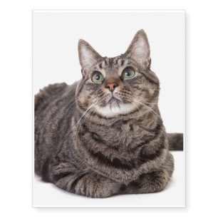 Gray Tabby Cat Temporary Tattoos