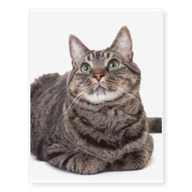 Gray Tabby Cat Temporary Tattoos (Front)