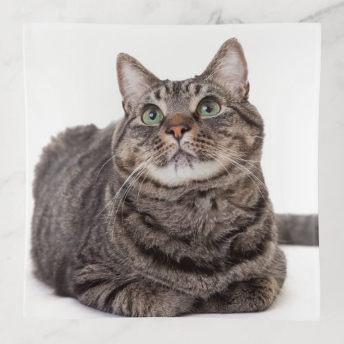 Gray Tabby Cat Trinket Tray