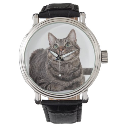Gray Tabby Cat Watch