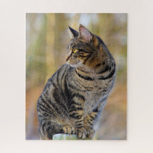 Gray Tabby Jigsaw Puzzle