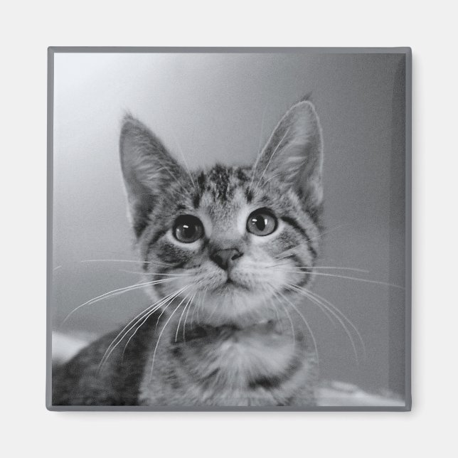 Gray Tabby Kitten Magnet (Front)