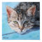 Gray Tan Tabby Cat Portrait
