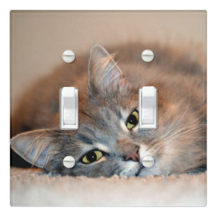 Long Hair Cats Plates Zazzle