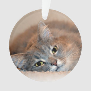 Long Hair Tabby Cat Home Decor Furnishings Pet Supplies Zazzle