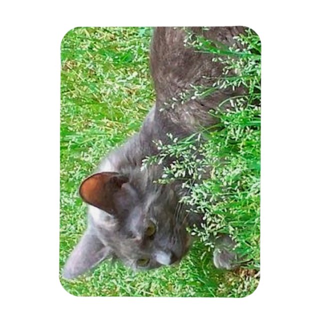 Gray Tortie Cat Magnet (Vertical)