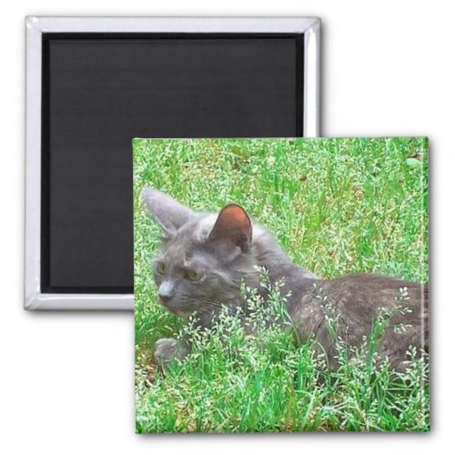 Gray Tortie Cat Magnet