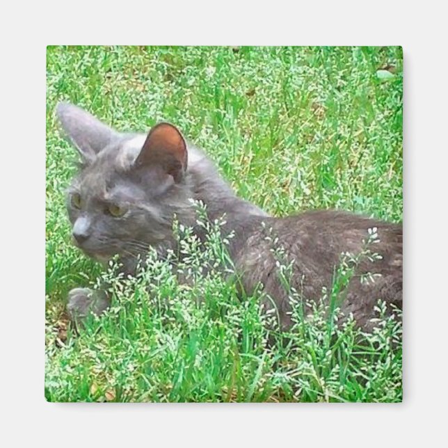Gray Tortie Cat Magnet (Front)