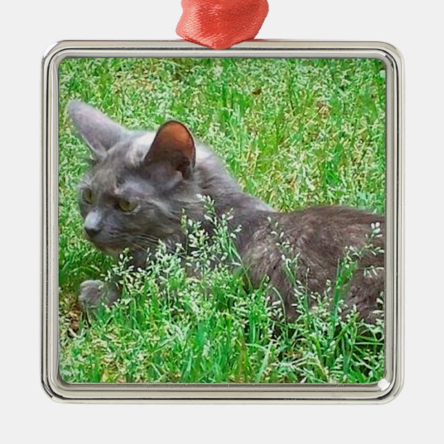 Gray Tortie Cat Metal Ornament (Front)