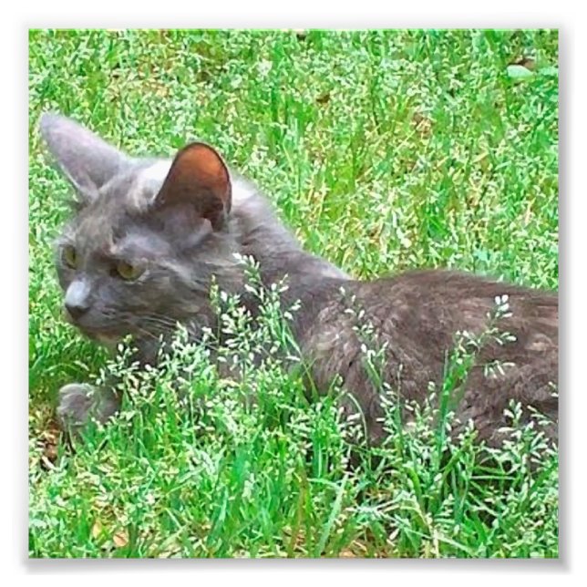 Gray Tortie Cat Photo Print (Front)