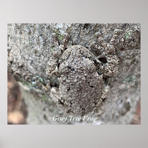 Gray Tree Frog camouflaged in a tree Poster